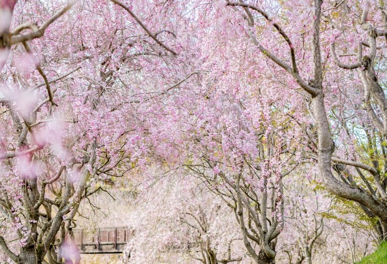 🌳 과학 만국 박람회 기념 공원(카가쿠 반파쿠 키넨 코엔) 이미지 8